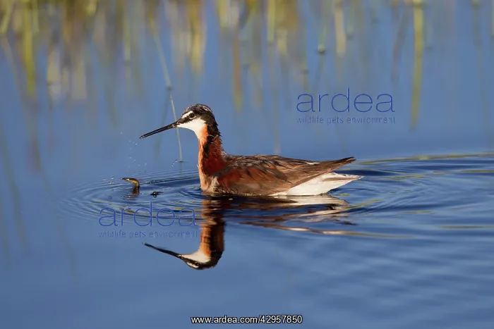 : Wilson's Phalarope - adult female : Wilson's Phalarope - adult female