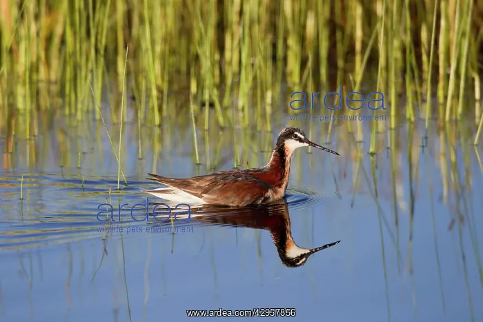 : Wilson's Phalarope - adult female : Wilson's Phalarope - adult female