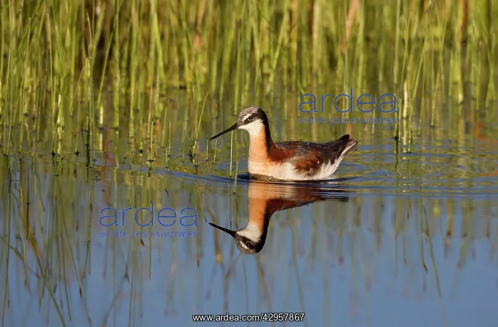 : Wilson's Phalarope - adult female : Wilson's Phalarope - adult female