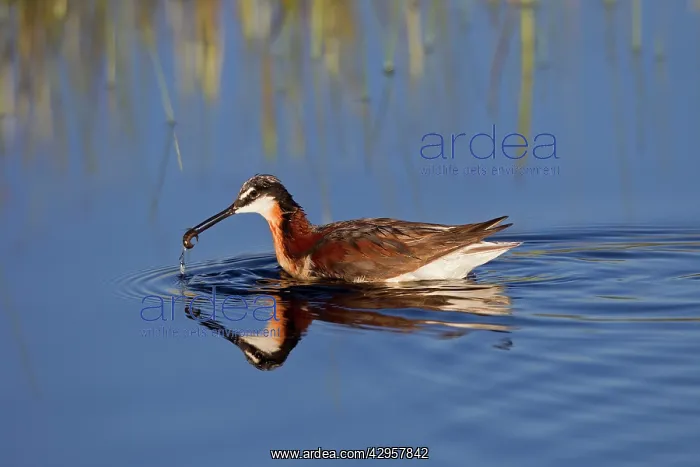 : Wilson's Phalarope - adult female with food in beak : Wilson's Phalarope - adult female with food in beak