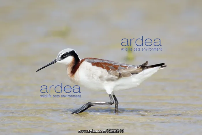 : Wilson's Phalarope - female on migration in Spring : Wilson's Phalarope - female on migration in Spring