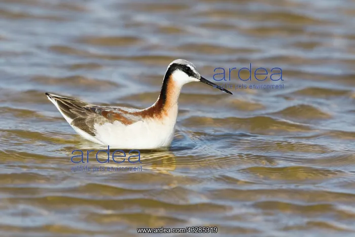 : Wilson's Phalarope - female on migration in Spring : Wilson's Phalarope - female on migration in Spring