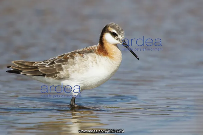 : Wilson's Phalarope - female on migration in Spring : Wilson's Phalarope - female on migration in Spring
