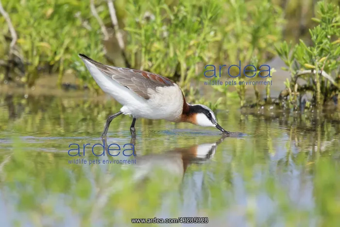 : Wilson's Phalarope - female on migration in Spring : Wilson's Phalarope - female on migration in Spring