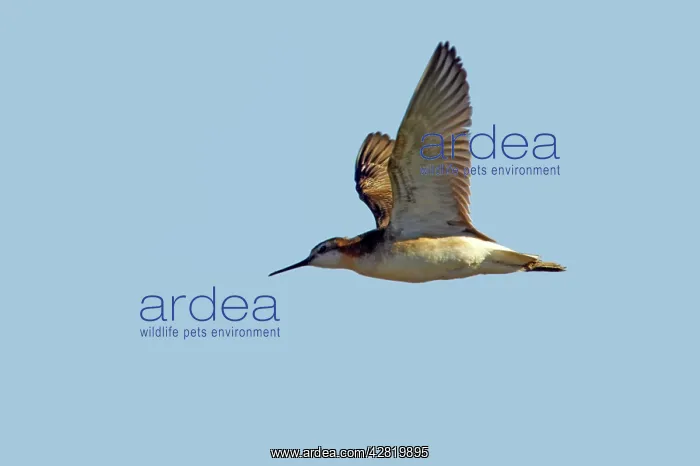 : Wilson's Phalarope - In flight : Wilson's Phalarope - In flight