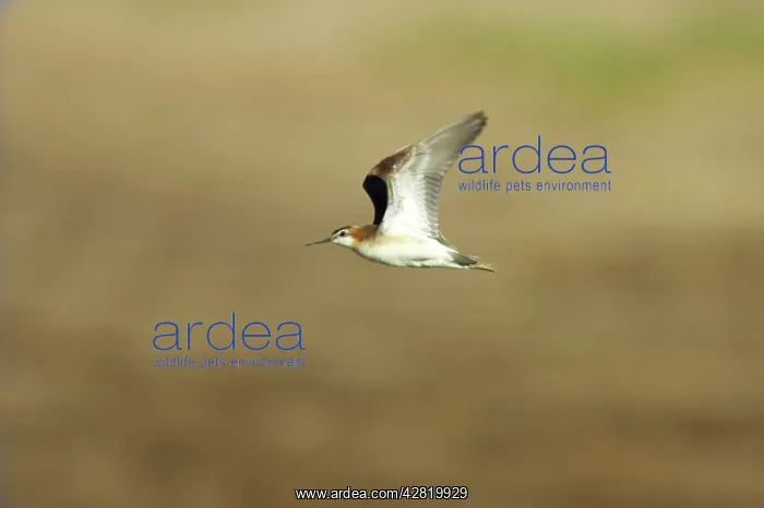  : Wilson's Phalarope in flight