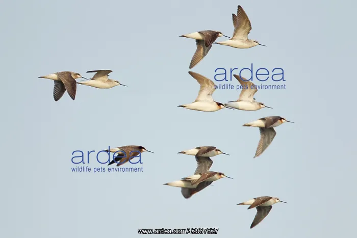 : Wilson's Phalarope - flock in flight : Wilson's Phalarope - flock in flight