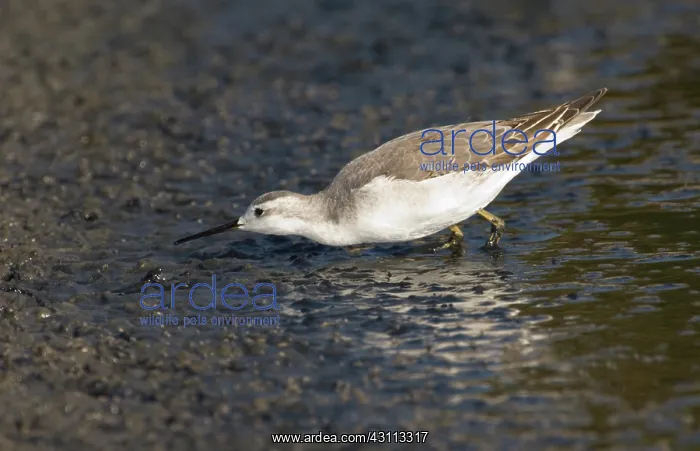 : Wilson's Phalarope hunting flies : Wilson's Phalarope hunting flies