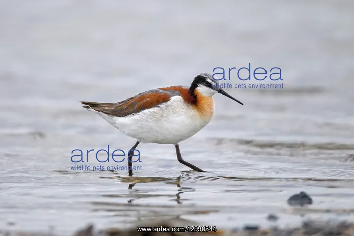 : Wilson's Phalarope - June : Wilson's Phalarope - June
