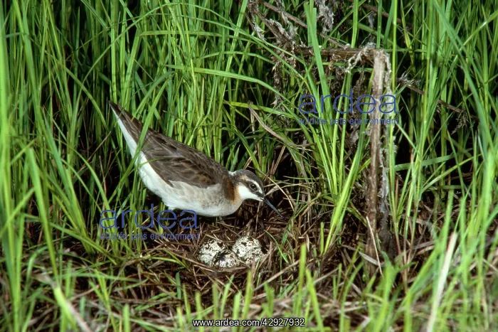 : Wilson's Phalarope - male at nest with eggs : Wilson's Phalarope - male at nest with eggs