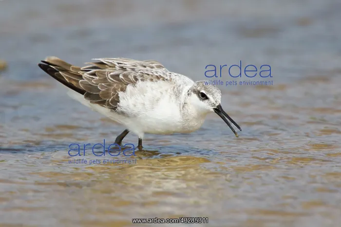 : Wilson's Phalarope - male on Spring migration : Wilson's Phalarope - male on Spring migration
