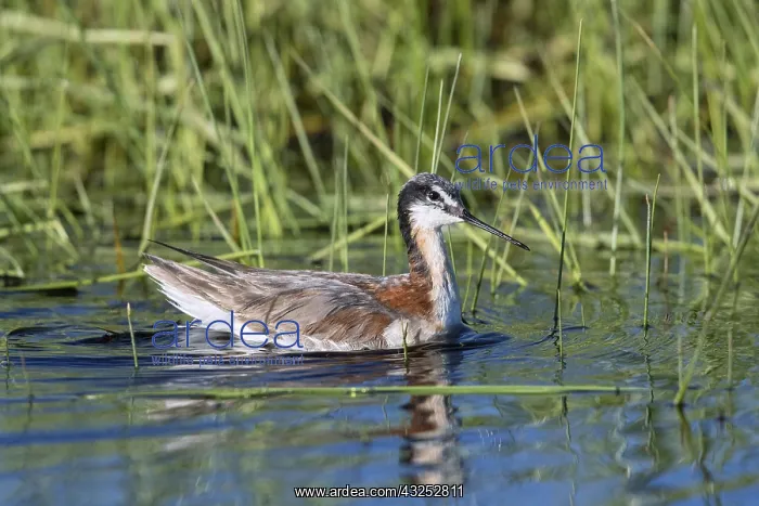 : Wilson's Phalarope - PhalaropUS tricolor - Feeding : Wilson's Phalarope - PhalaropUS tricolor - Feeding