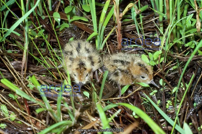 : Wilson's Phalarope - young - 2 days old : Wilson's Phalarope - young - 2 days old