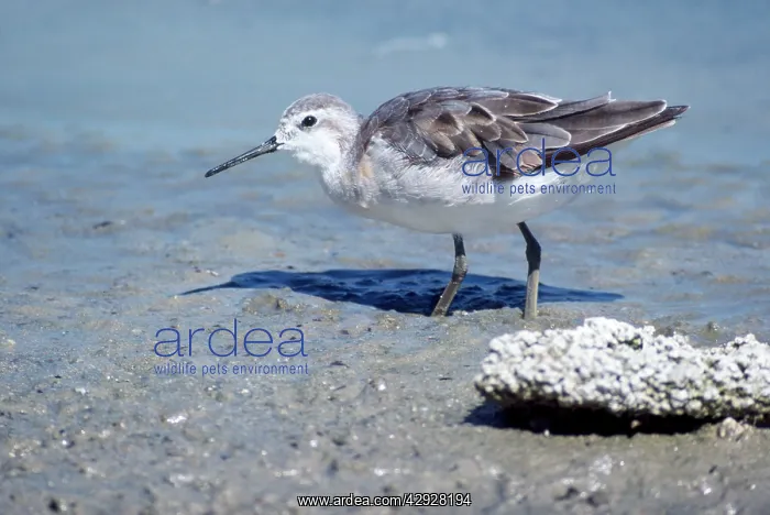 : Wilson's Phalarope - young : Wilson's Phalarope - young