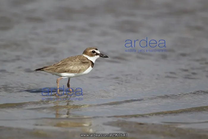 : Wilson's Plover : Wilson's Plover