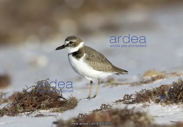 : Wilson's Plover : Wilson's Plover