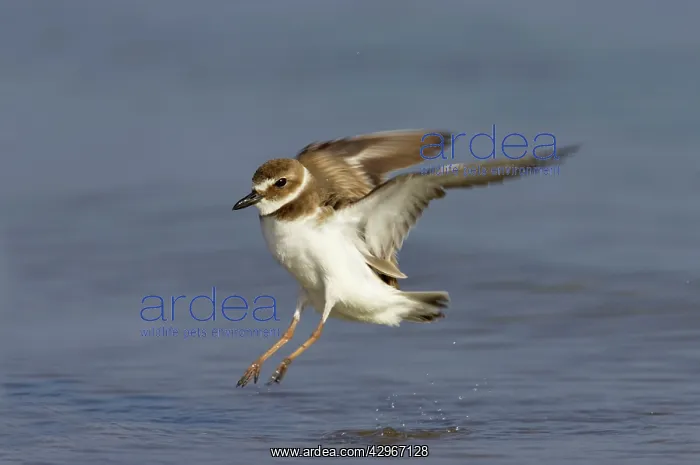 : Wilson's Plover - in flight - coming in to land : Wilson's Plover - in flight - coming in to land