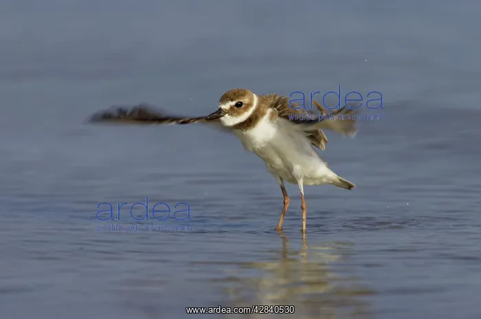 : Wilson's Plover - wing flapping after washing : Wilson's Plover - wing flapping after washing