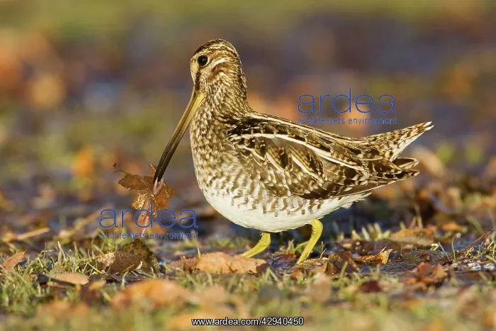  : Wilson's Snipe