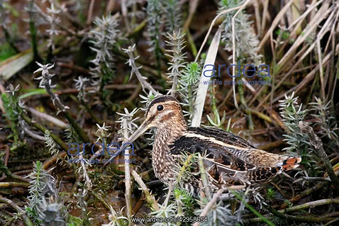  : Wilson's Snipe