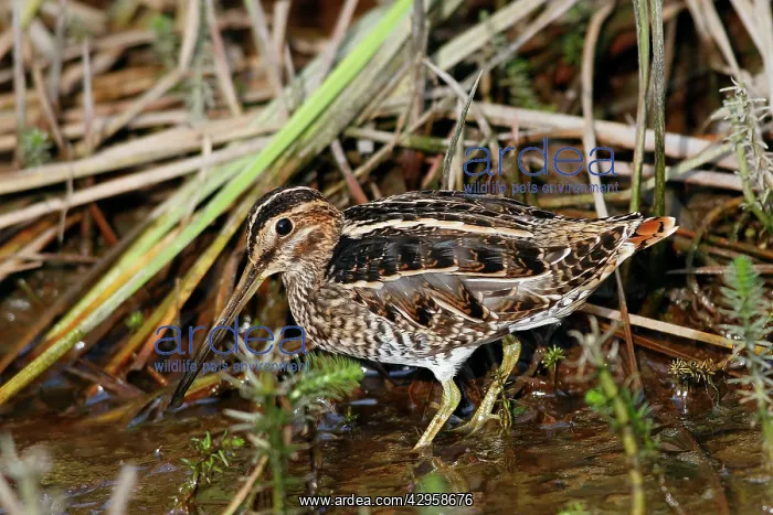 : Wilson's Snipe : Wilson's Snipe