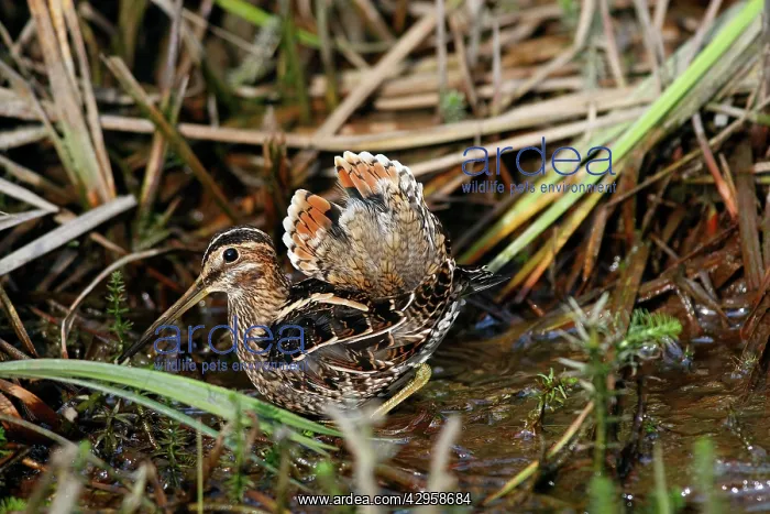 : Wilson's Snipe : Wilson's Snipe