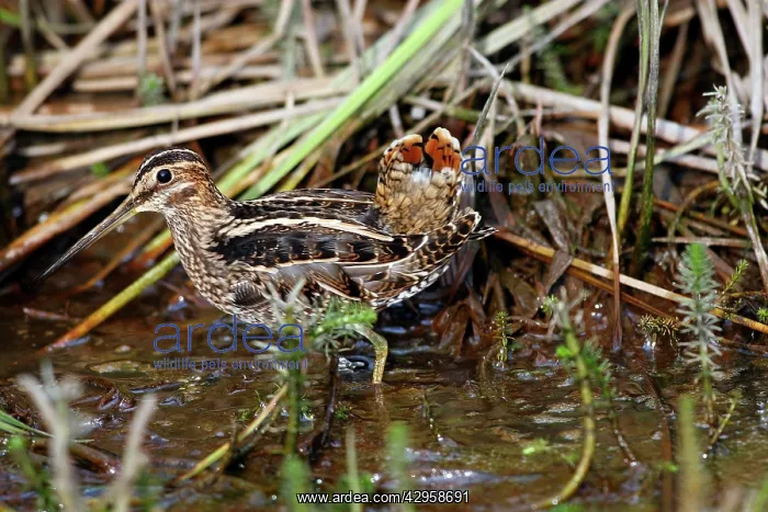 : Wilson's Snipe : Wilson's Snipe