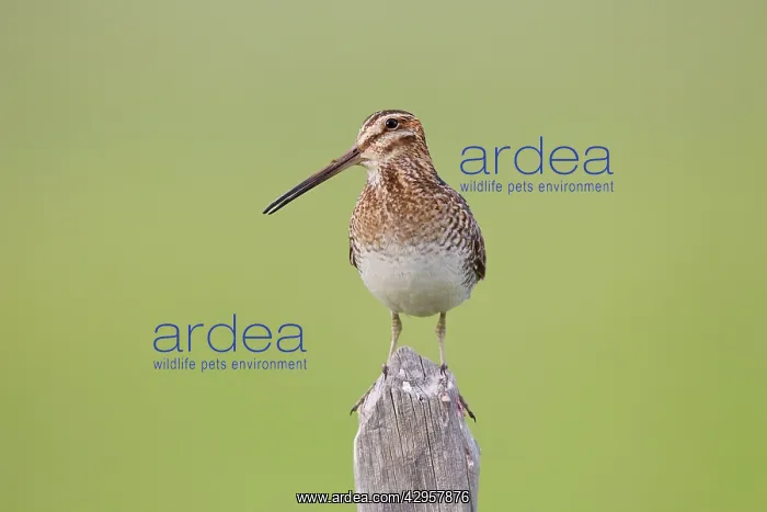 : Wilson's Snipe - on breeding territory : Wilson's Snipe - on breeding territory