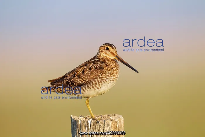 : Wilson's Snipe - perched on fence post - June : Wilson's Snipe - perched on fence post - June