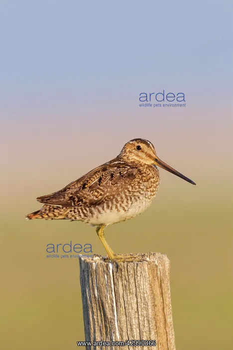 : Wilson's Snipe - perched on fence post - June : Wilson's Snipe - perched on fence post - June