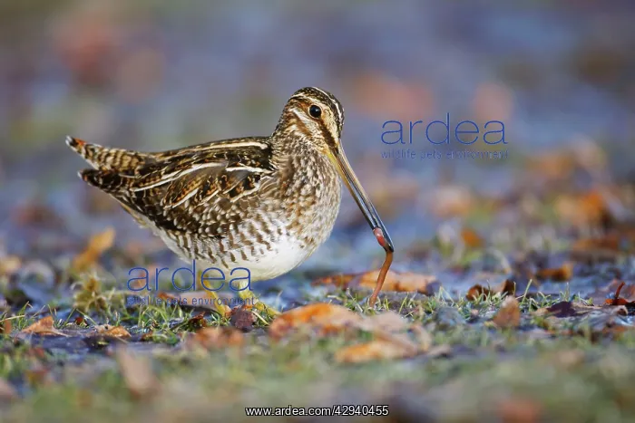 : Wilson's Snipe - with worm in beak : Wilson's Snipe - with worm in beak