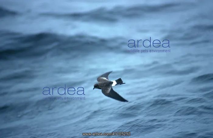 : Wilson's Storm-Petrel : Wilson's Storm-Petrel