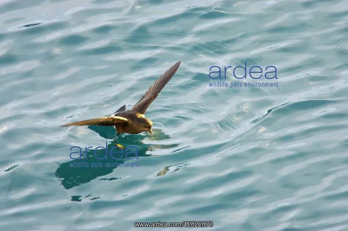 : Wilson's Storm-Petrel - Feeding in sheltered bay : Wilson's Storm-Petrel - Feeding in sheltered bay