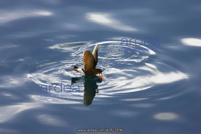 : Wilson's Storm-Petrel - Feeding in sheltered bay : Wilson's Storm-Petrel - Feeding in sheltered bay