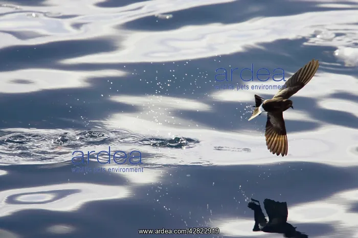 : Wilson's Storm-Petrel - Feeding in sheltered bay : Wilson's Storm-Petrel - Feeding in sheltered bay