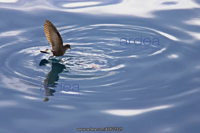  : Wilson's Storm-Petrel - Feeding in sheltered bay
