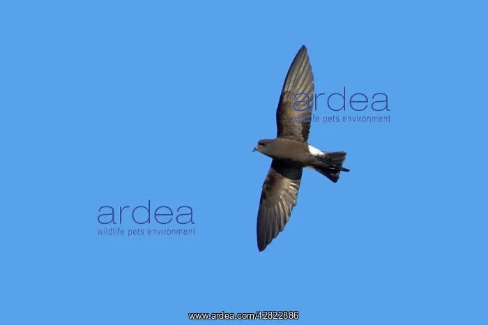 : Wilson's Storm-Petrel - In flight : Wilson's Storm-Petrel - In flight