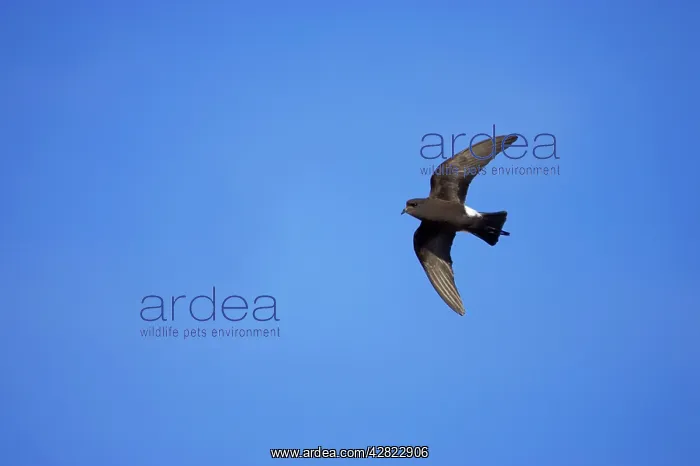 : Wilson's Storm-Petrel - In flight : Wilson's Storm-Petrel - In flight