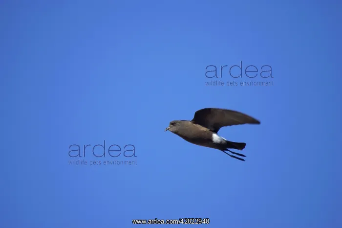 : Wilson's Storm-Petrel - In flight : Wilson's Storm-Petrel - In flight