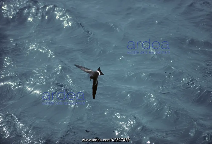 : Wilson's Storm Petrel - In Flight Over Sea : Wilson's Storm Petrel - In Flight Over Sea