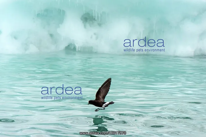 : Wilson's Storm Petrel in flight skimming the water : Wilson's Storm Petrel in flight skimming the water