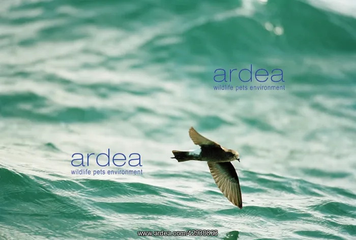 : Wilson's Storm Petrel - In flight over the water : Wilson's Storm Petrel - In flight over the water