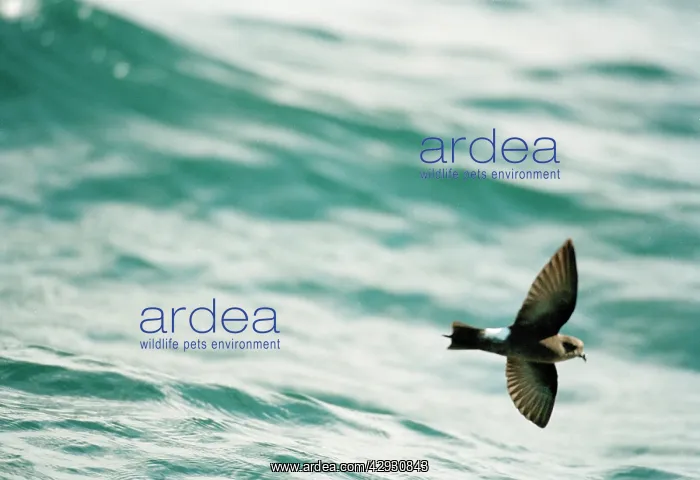 : Wilson's Storm Petrel - In flight over the water : Wilson's Storm Petrel - In flight over the water