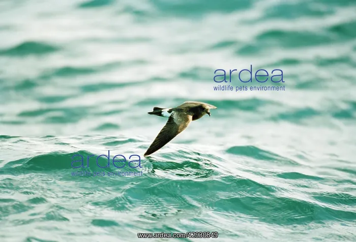 : Wilson's Storm Petrel - In flight over water : Wilson's Storm Petrel - In flight over water