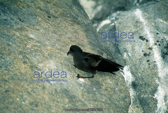 : WILSON'S STORM PETREL - on rock : WILSON'S STORM PETREL - on rock