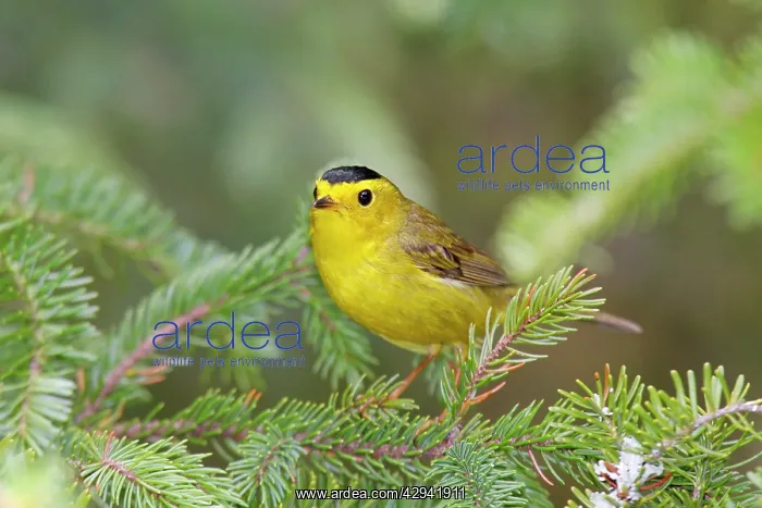 : Wilson's Warbler : Wilson's Warbler