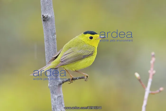 : Wilson's Warbler : Wilson's Warbler
