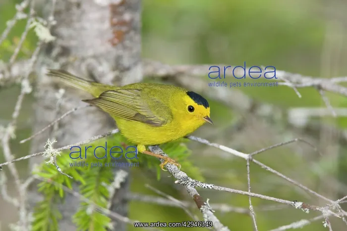 : Wilson's Warbler : Wilson's Warbler
