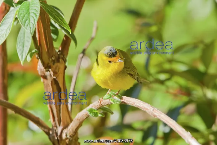 : Wilson's Warbler : Wilson's Warbler