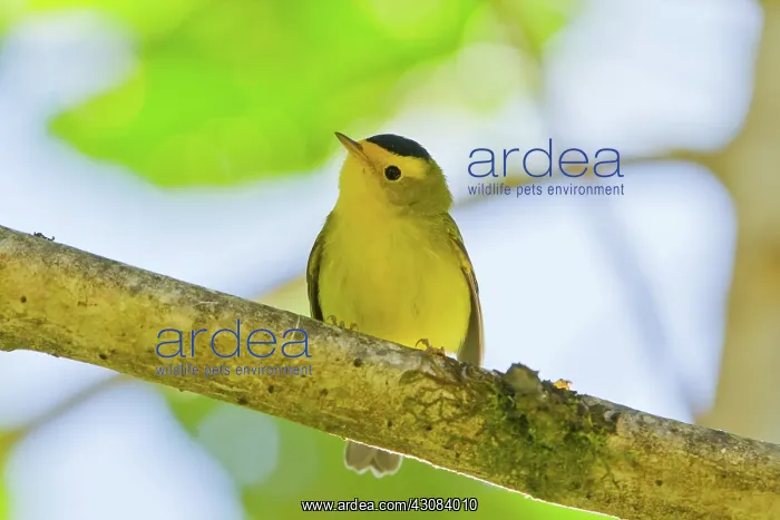: Wilson's Warbler : Wilson's Warbler